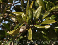 PGC-T-Quercus-virginiana-SC-02-2012-1-1