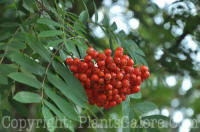 PGC-T-Sorbus-aucuparia-8-12-2011-002