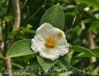 PGC-T-Stewartia-pseudocamellia-2010-04