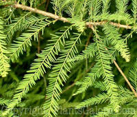 PGC-T-Taxodium-distichum-Baldcypress-2010-014