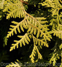 PGC-T-Thuja-occidentalis-Wareana-Lutescens-2010-01