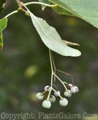 PGC-T-Tilia-americana-MSU-10-2011-002