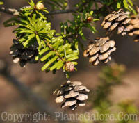 PGC-T-Tsuga-diversifolia-2010-04