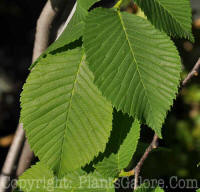 PGC-T-Ulmus-glabra-Camperdownii-2010-01