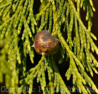 PGC-T-Xanthocyparis-nootkatensis-Pendula-2010-10