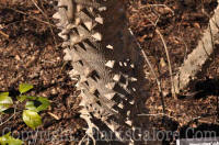 PGC-T-Zanthoxylum-clava-herculis-NC-Botanical-02-2011-001