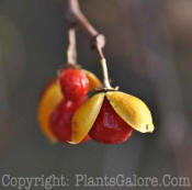 PGC-V-Celastrus-scandens-american-bittersweet-2010-03