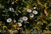 PGC-V-Convolvulus-arvensis-01