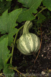 PGC-V-Cucurbita-mixta-Green-Striped-Cushaw-2010-001