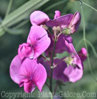 PGC-V-Lathyrus-odoratus-2010-01