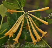 PGC-V-Lonicera-sempervirens-John-Clayton-zr-2010-1