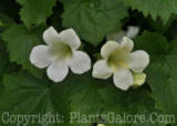 PGC-V-Lophospermum-White-MSU-08-16-2011-007