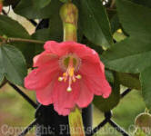 PGC-V-Passiflora-tripartita-var-mollissima-CA-2011-04