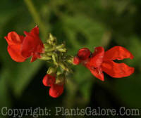 PGC-V-Phaseolus-coccineus-MSU-8-2011-001