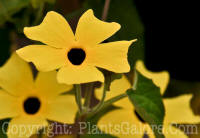 PGC-V-Thunbergia-alata-yellow-xx-2010-12