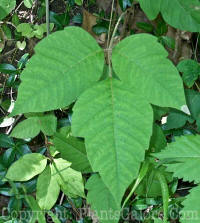 PGC-V-Toxicodendron-radicans--2010-_2