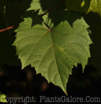 PGC-V-Vitis-4r3x-2010-010