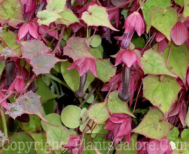 Rhodochiton atrosanguineum Garden Insects from