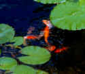 Pond_koi_01.jpg (25428 bytes)