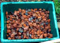 Pond_equipment_biofilter_05.jpg (38118 bytes)
