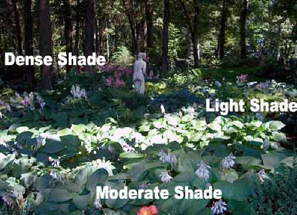 hosta types