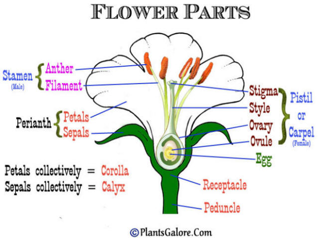 parts of flower diagram. The idealized flower below